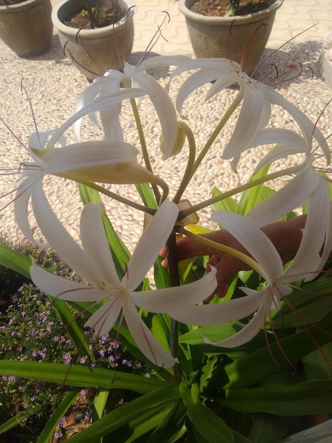 Flor De Mandacaru Pousada Boqueirao  Luaran gambar